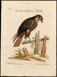 Falco peregrinus - 1700-1880 - Print - Iconographia Zoologica - Special Collections University of Amsterdam - UBA01 IZ18200148