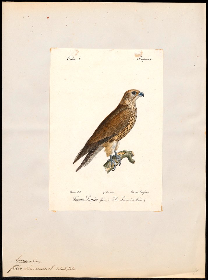 Falco lanarius - 1842-1848 - Print - Iconographia Zoologica - Special Collections University of Amsterdam - UBA01 IZ18200152