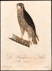 Falco peregrinus - 1800-1812 - Print - Iconographia Zoologica - Special Collections University of Amsterdam - UBA01 IZ18200136