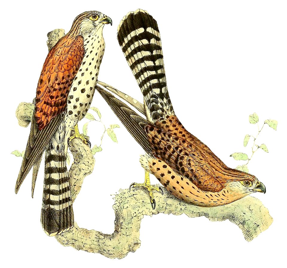 Falco newtoni 1868