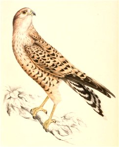 Falco rupicoloides 1838. Free illustration for personal and commercial use.