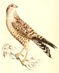Falco rupicoloides 1838