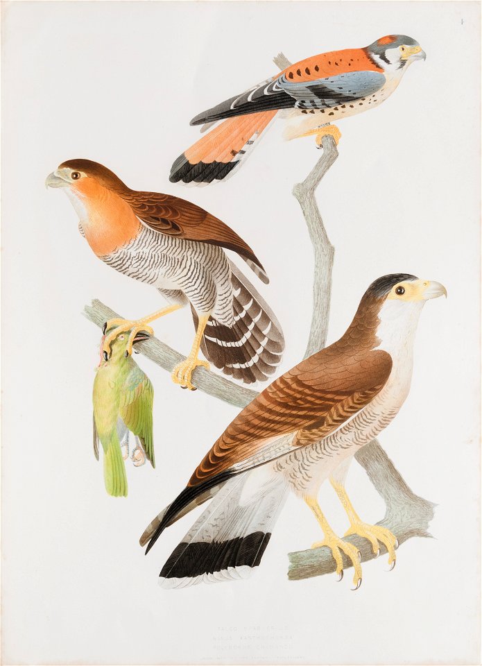 Falco sparverius - Nixus xanthothorax - Polyborus chimango, da Coleção Brasiliana Iconográfica