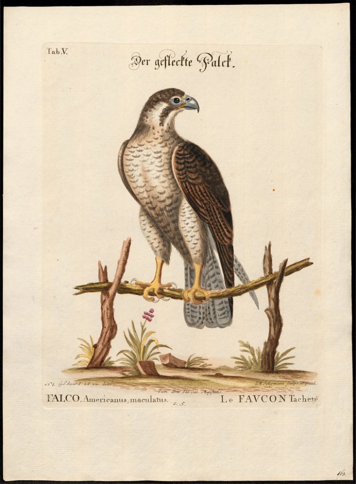 Falco peregrinus - 1700-1880 - Print - Iconographia Zoologica - Special Collections University of Amsterdam - UBA01 IZ18200144