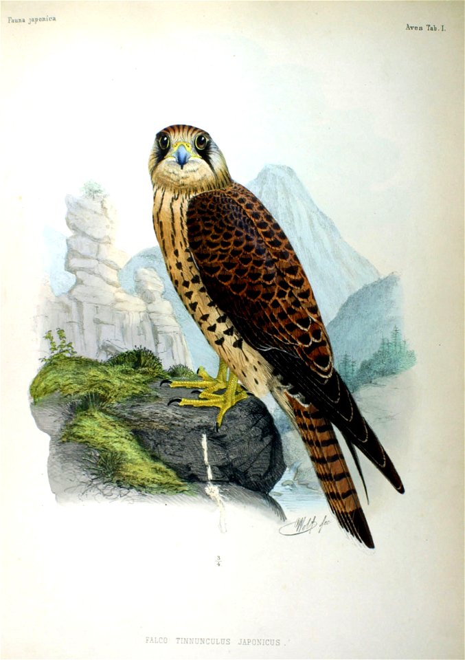 Falco tinnunculus Fauna Japonica