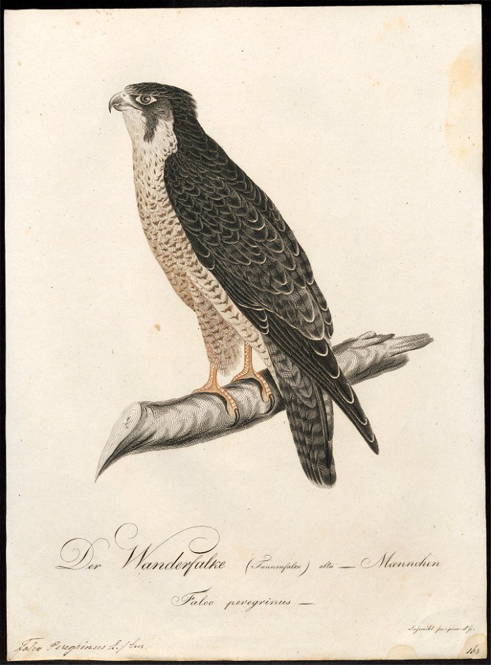 Falco peregrinus - 1800-1812 - Print - Iconographia Zoologica - Special Collections University of Amsterdam - UBA01 IZ18200132