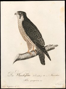 Falco peregrinus - 1800-1812 - Print - Iconographia Zoologica - Special Collections University of Amsterdam - UBA01 IZ18200132
