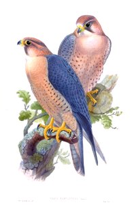 FalcoBabylonicusGould
