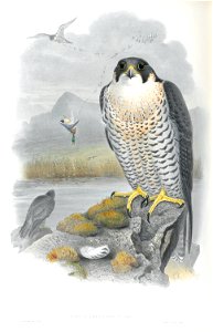 Falco Peregrinus