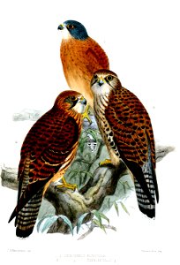 FalcoKeulemans