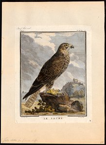 Falco saker - 1700-1880 - Print - Iconographia Zoologica - Special Collections University of Amsterdam - UBA01 IZ18200095