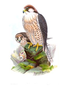 FalcoLanariusGould