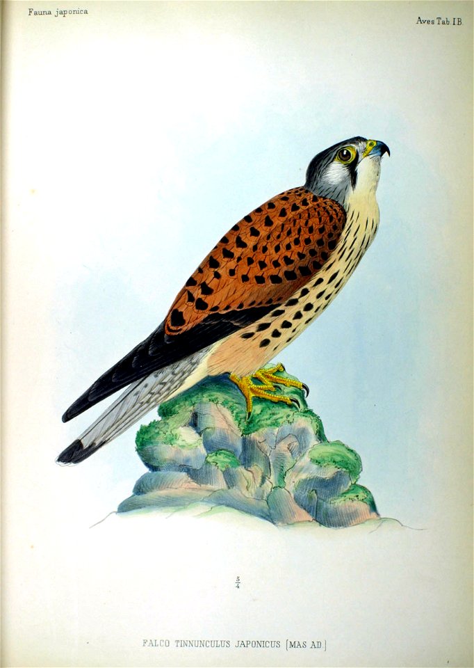Falco tinnunculus (mas ad) Fauna Japonica