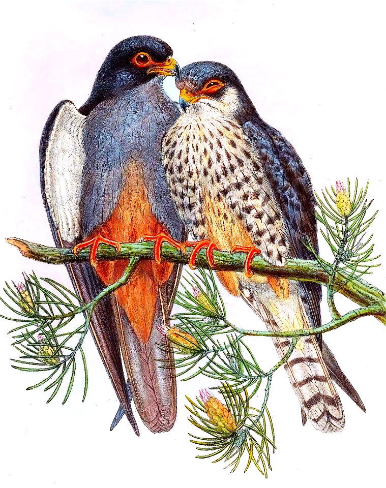 FalcoAmurensisGould