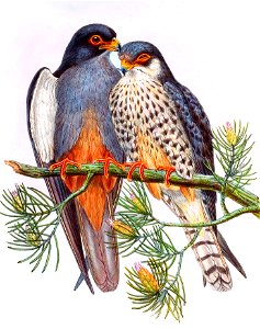 FalcoAmurensisGould