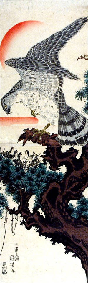 Falcon with nestlings in pine tree at sunrise (5758875193)