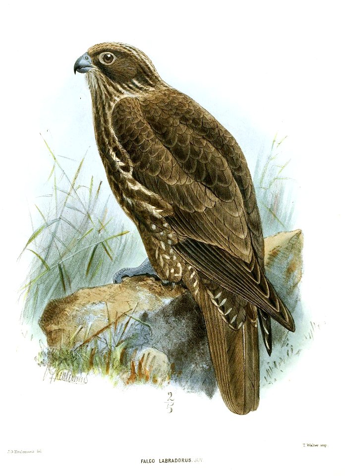 FalcoLabradorusJuvKeulemans