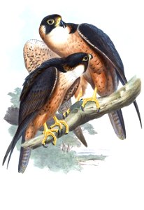 FalcoPeregrinatorGould