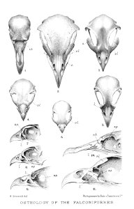 FalconiformSkulls2Gronvold. Free illustration for personal and commercial use.