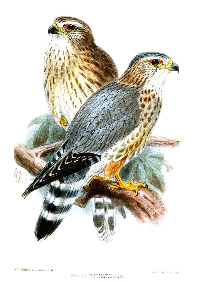 FalcoRichardsoniKeulemans