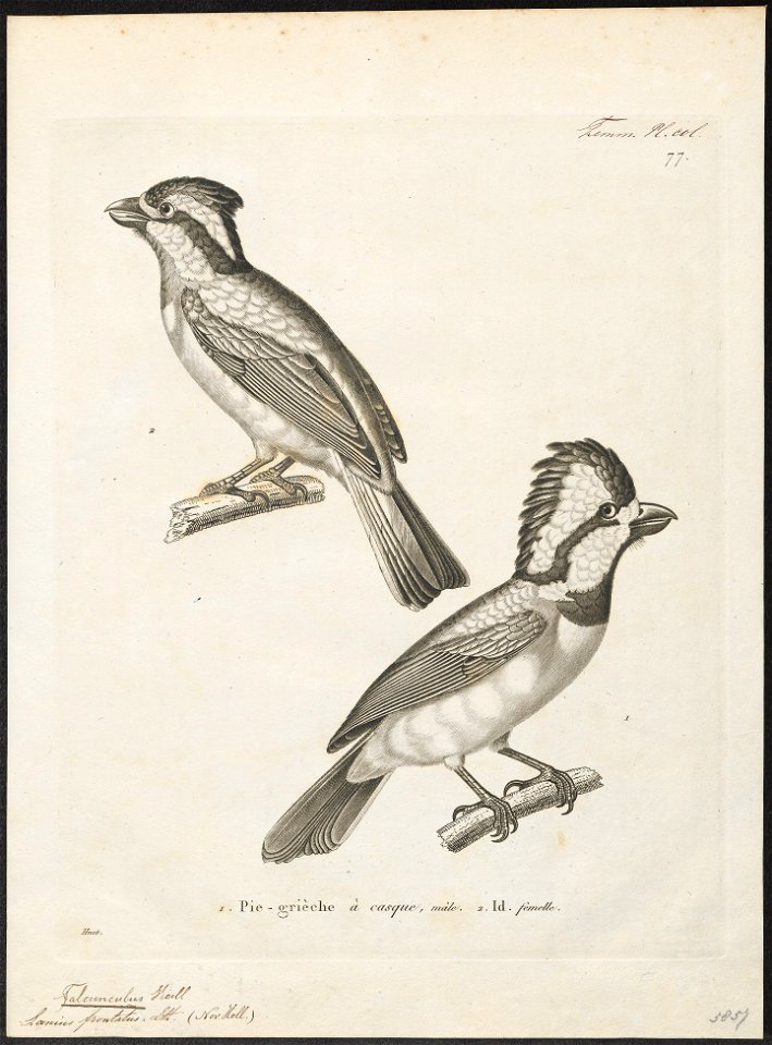 Falcunculus frontatus - 1700-1880 - Print - Iconographia Zoologica - Special Collections University of Amsterdam - UBA01 IZ16600321