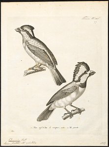 Falcunculus frontatus - 1700-1880 - Print - Iconographia Zoologica - Special Collections University of Amsterdam - UBA01 IZ16600321