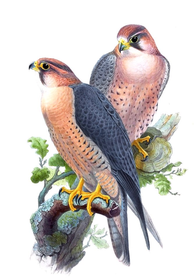 FalcoPeregrinusBabylonicusGould