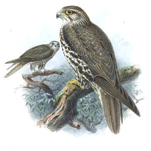 FalcoSakerKeulemans