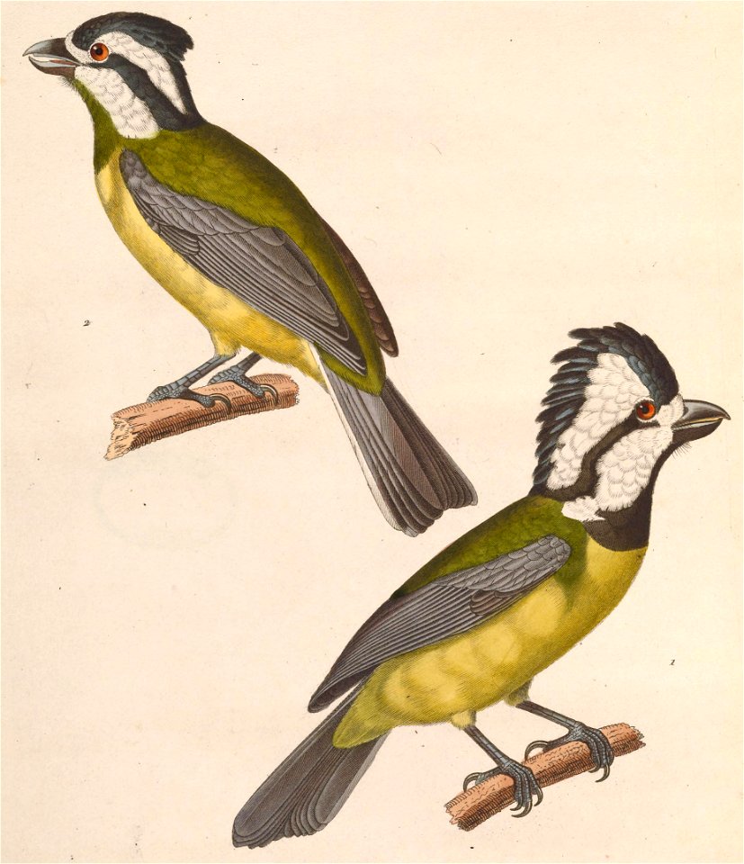 Falcunculus frontatus 1838