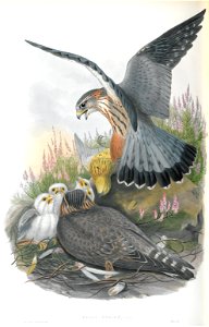 Falco Aesalon