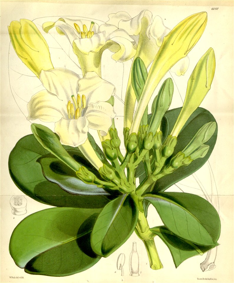 Fagraea ceilanica 3