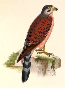 Falco araeus 1849. Free illustration for personal and commercial use.