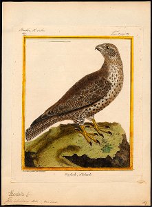 Falco islandicus - 1700-1880 - Print - Iconographia Zoologica - Special Collections University of Amsterdam - UBA01 IZ18200114