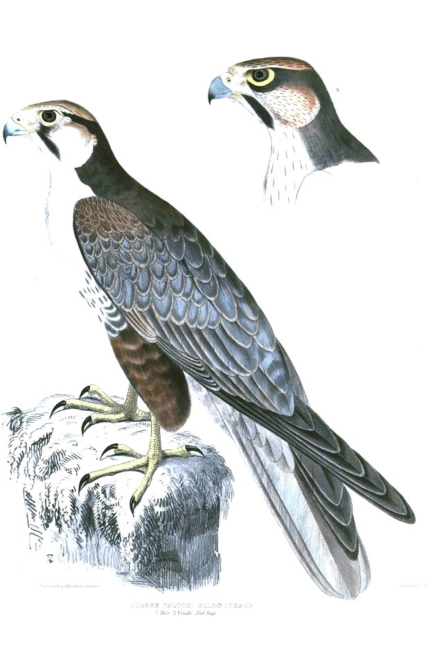 Falco jugger Hardwicke