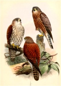 Falco newtoni 1863