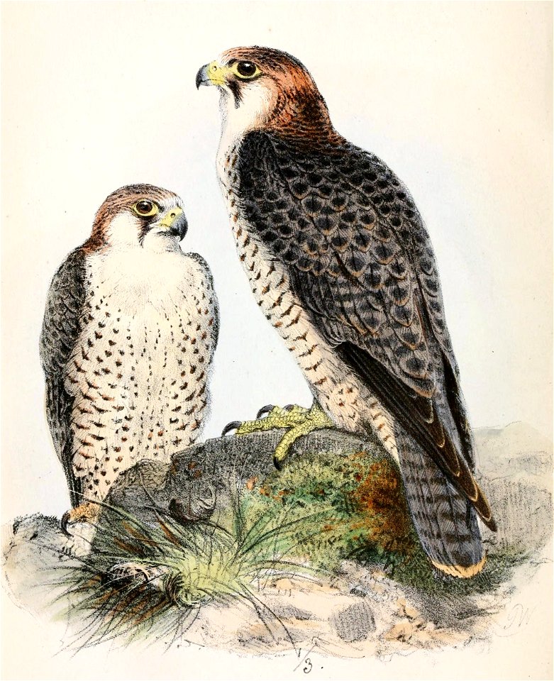 Falco pelegrinoides babylonicus 1861