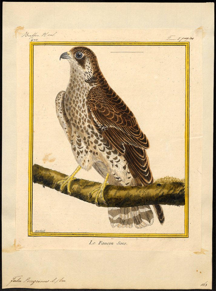 Falco peregrinus - 1700-1880 - Print - Iconographia Zoologica - Special Collections University of Amsterdam - UBA01 IZ18200142