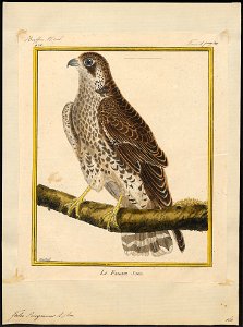 Falco peregrinus - 1700-1880 - Print - Iconographia Zoologica - Special Collections University of Amsterdam - UBA01 IZ18200142