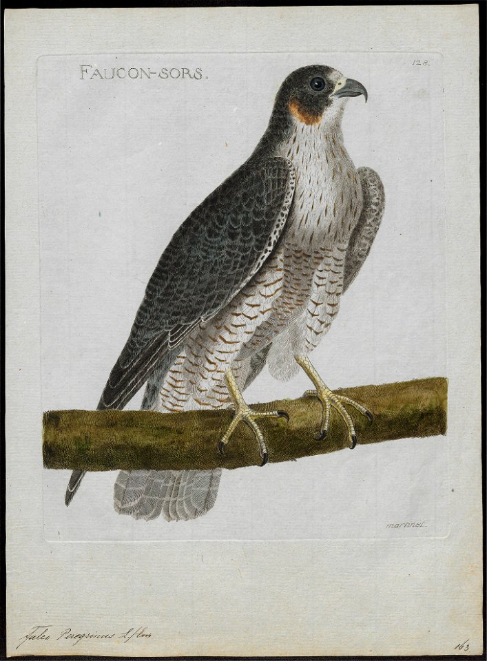Falco peregrinus - 1790-1796 - Print - Iconographia Zoologica - Special Collections University of Amsterdam - UBA01 IZ18200126