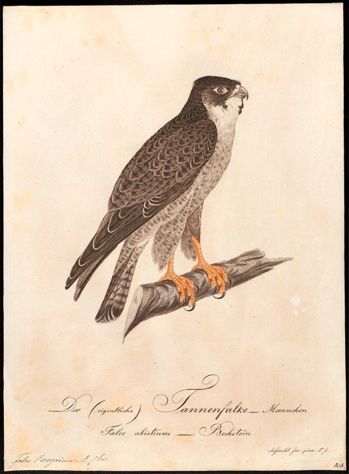 Falco peregrinus - 1800-1812 - Print - Iconographia Zoologica - Special Collections University of Amsterdam - UBA01 IZ18200138