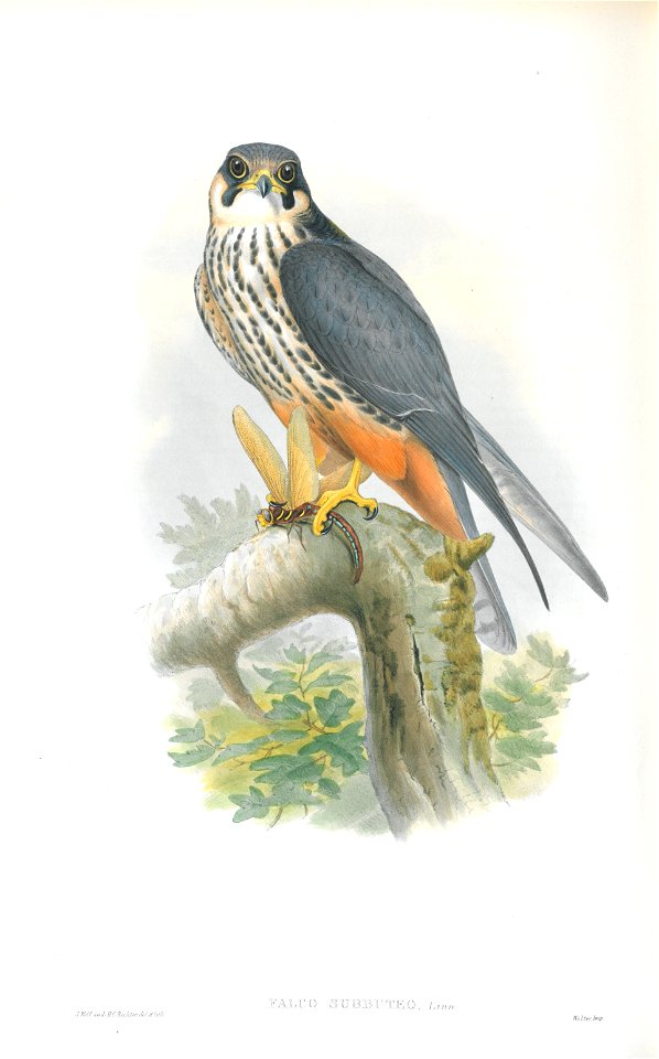 Falco Subbuteo