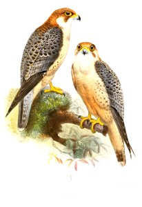 FalcoBabylonicusSmit