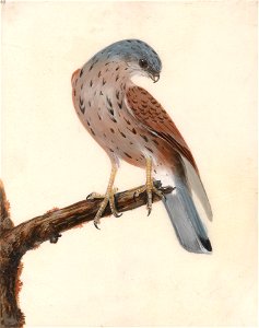 Falcon, Hen Kestrel by William Lewin