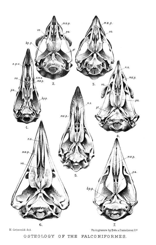 FalconiformSkulls1Gronvold