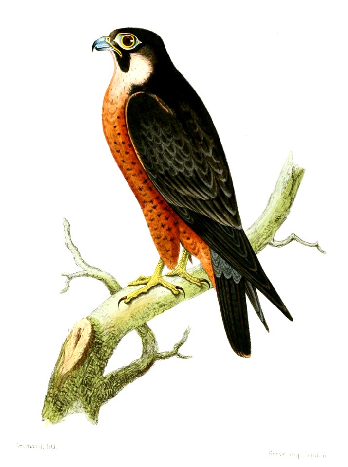 FalcoPeregrinatorJerdon