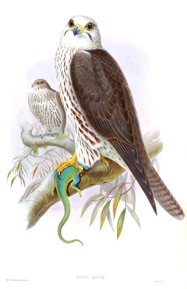 FalcoSacerGould