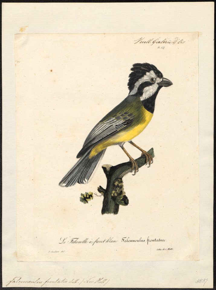 Falcunculus frontatus - 1825-1834 - Print - Iconographia Zoologica - Special Collections University of Amsterdam - UBA01 IZ16600319
