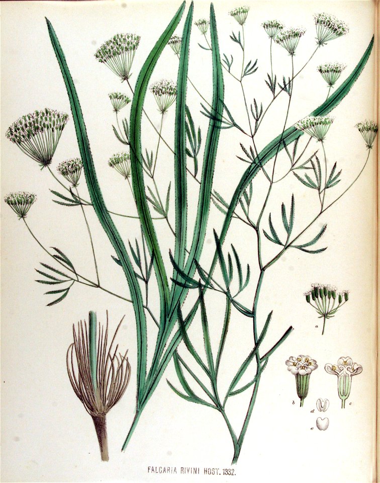 Falcaria rivini — Flora Batava — Volume v17