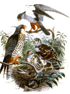 Falco amurensis 1868