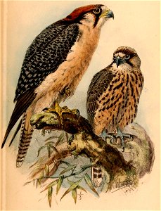 Falco biarmicus 1884